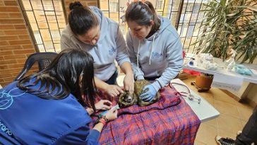 Visión 3030 ANDI y empresas privadas promueven el bienestar animal en la primera jornada de salud para mascotas de recicladores de oficio