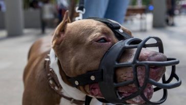 Abuela de 80 años murió tras ser atacada por un perro pitbull El esposo de la mujer, también un adulto mayor, murió tras enterarse del ataque del que fue víctima su esposa.