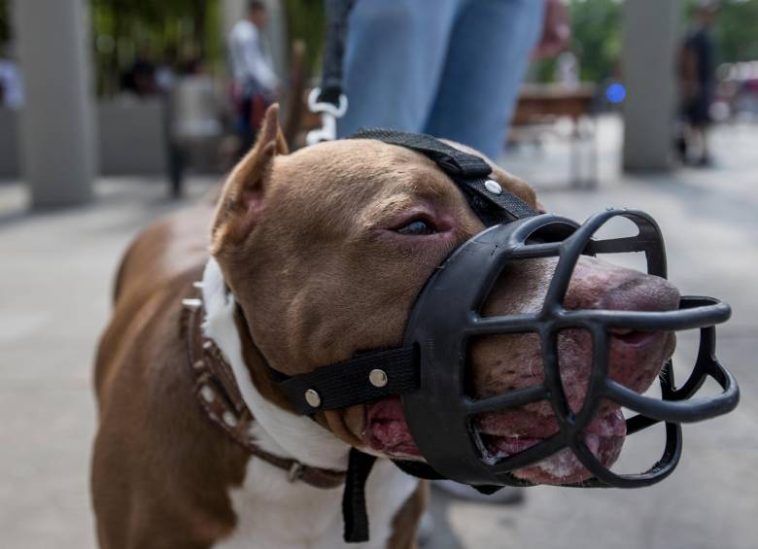 Abuela de 80 años murió tras ser atacada por un perro pitbull El esposo de la mujer, también un adulto mayor, murió tras enterarse del ataque del que fue víctima su esposa.