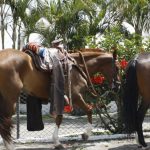 Cabalgata de Manizales bajo la lupa: Juez exige protocolos de bienestar animal