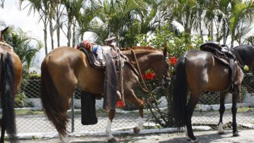 Cabalgata de Manizales bajo la lupa: Juez exige protocolos de bienestar animal