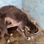 Condenan a hombre que golpeó a perrito y le ocasionó la pérdida de un ojo Condenan a dos hombres por maltrato animal: estos son los casos