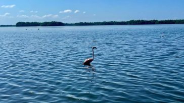 Corpamag libera 19 flamencos rosados y otras especies silvestres en la Ciénaga Grande de Santa Marta