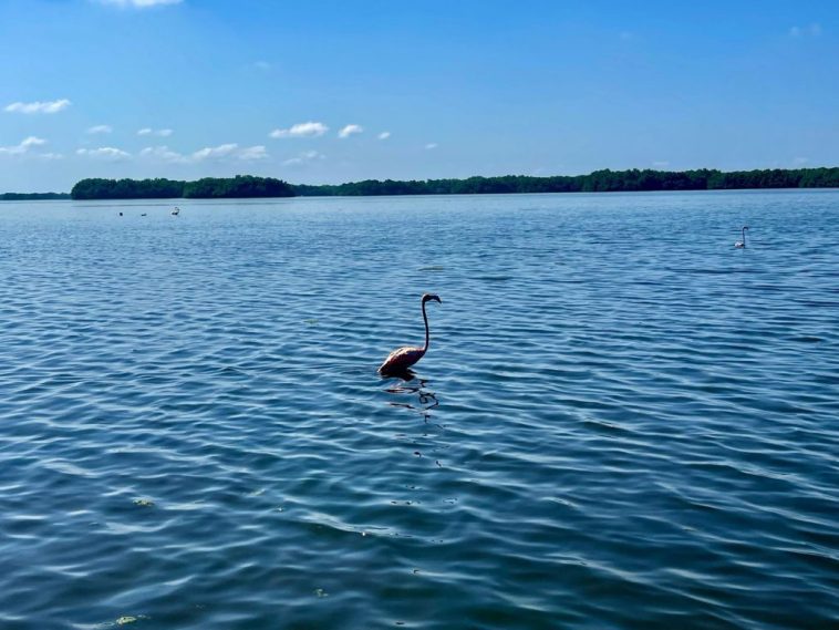 Corpamag libera 19 flamencos rosados y otras especies silvestres en la Ciénaga Grande de Santa Marta