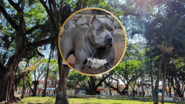 Doble tragedia en Puerto Tejada: pitbull ataca a una abuela y su esposo fallece al enterarse