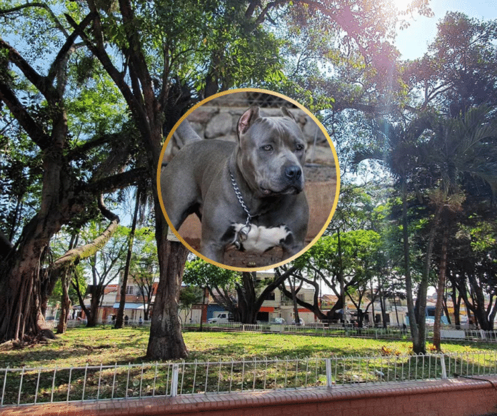 Doble tragedia en Puerto Tejada: pitbull ataca a una abuela y su esposo fallece al enterarse