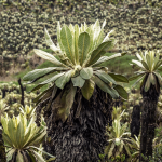 El Páramo Bordoncillo: un ecosistema entre Nariño y Putumayo