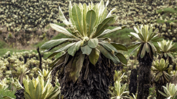 El Páramo Bordoncillo: un ecosistema entre Nariño y Putumayo