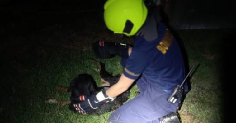 En Pensilvania rescataron a un perro que cayó en un caño