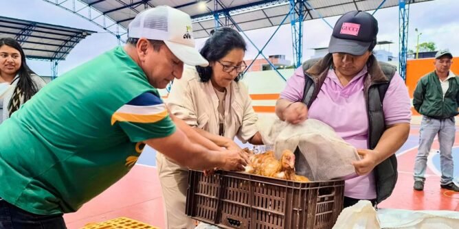 Entregan 243 gallinas a familias vulnerables de Bolívar, Sandoná, para fomentar desarrollo rural sostenible