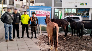 En la fotografía aparecen los cuatro caballos rescatados junto a dos funcionarios del CTI y dos uniformados de la Policía Nacional. en la parte superior está un banner de la Fiscalía General