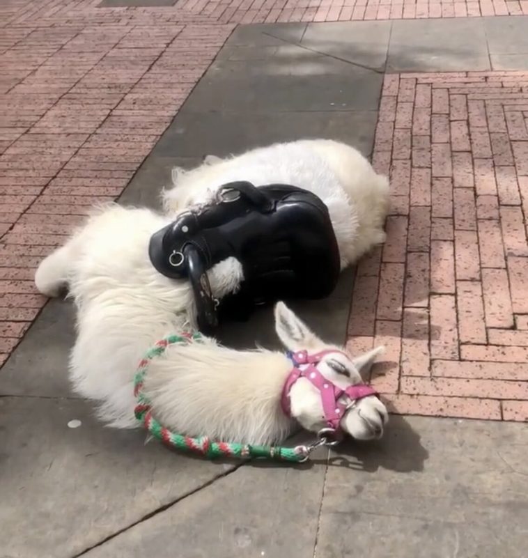 Indignación por muerte de llama en el centro de Bogotá: alcalde Galán se pronunció Alcalde Galán se pronunció sobre la muerte de una llama en pleno centro de Bogotá. Ciudadanos exigen acciones contra este caso de maltrato animal.