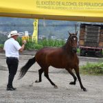 La grandeza equina: un mundo de esfuerzo y dedicación