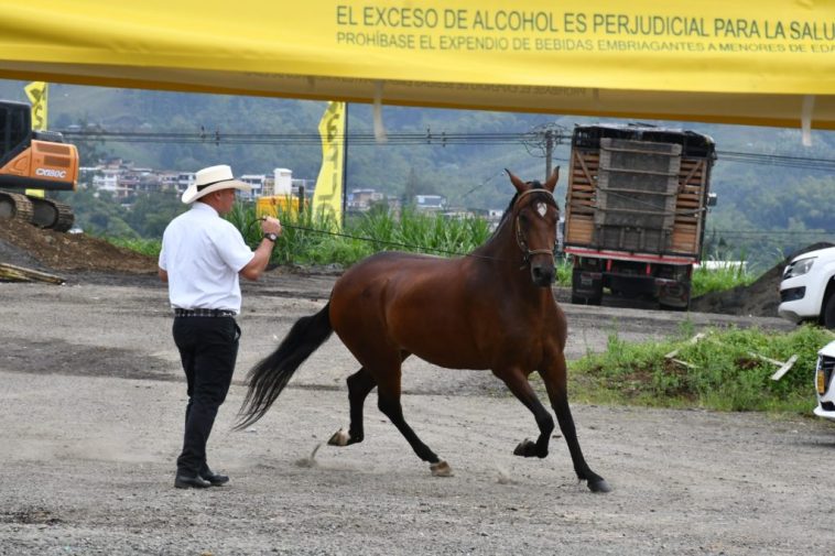 La grandeza equina: un mundo de esfuerzo y dedicación