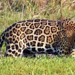 La historia de Chaac, el jaguar rescatado del tráfico ilegal de especies, que llegó al Bioparque Ukumarí, en Pereira