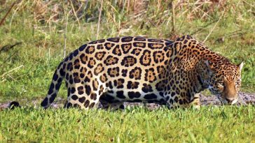 La historia de Chaac, el jaguar rescatado del tráfico ilegal de especies, que llegó al Bioparque Ukumarí, en Pereira