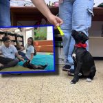 “Leo”, el perro adoptado por la Biblioteca Departamental de Cali, ahora compañero de visitantes