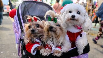 Desfile perritos e