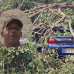 Murió electrocutado al caer la rama de un árbol sobre su carro