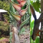 Parque Heliconeas en Caicedonia, Valle: flores tropicales, mirador de 30 metros y educación ambiental