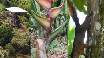 Parque Heliconeas en Caicedonia, Valle: flores tropicales, mirador de 30 metros y educación ambiental