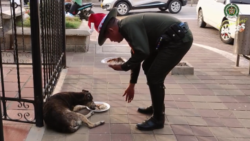 Perritos en estado de abandono recibieron cena navideña que organizó la Policía del Atlántico