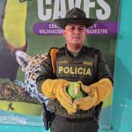 Policía ambiental recupera 15 especies silvestres y las entrega a Corpamag