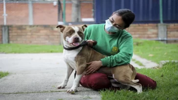 Protección de mascotas en emergencias