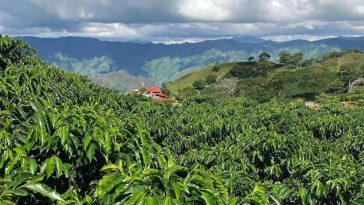 Sigue el buen momento para el café: producción alcanzó 13,41 millones de sacos en el último año