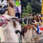 Una llama, muchas preguntas: el futuro de Luna tras ser rescatada en el centro de Bogotá