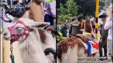 Una llama, muchas preguntas: el futuro de Luna tras ser rescatada en el centro de Bogotá