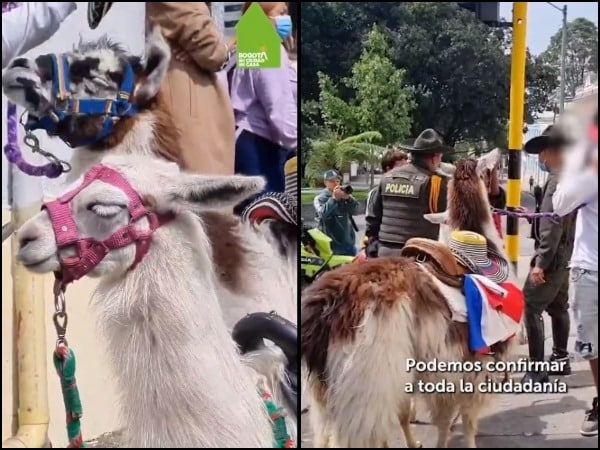 Una llama, muchas preguntas: el futuro de Luna tras ser rescatada en el centro de Bogotá