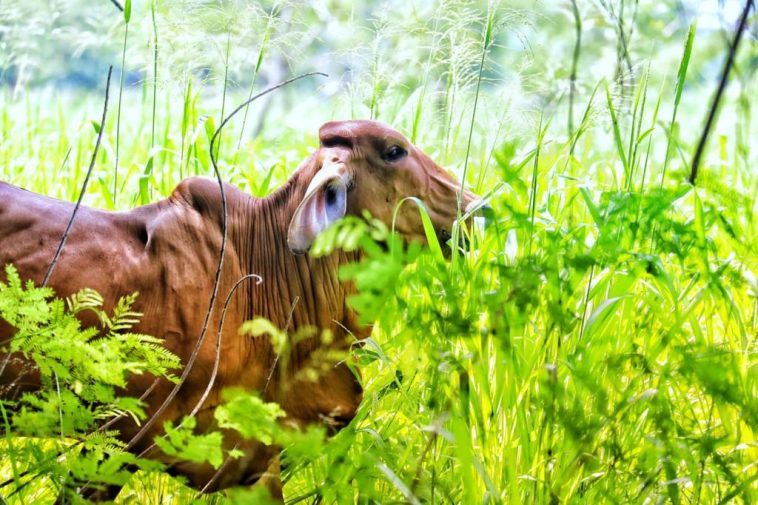 461 productores implementaron ganadería sostenible en La Guajira y el César