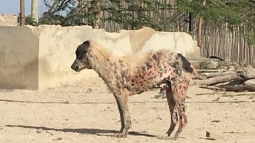 El alcalde de Maicao dijo que multará a quien resulte maltratando a los animales. Imagen netamente ilustrativa.