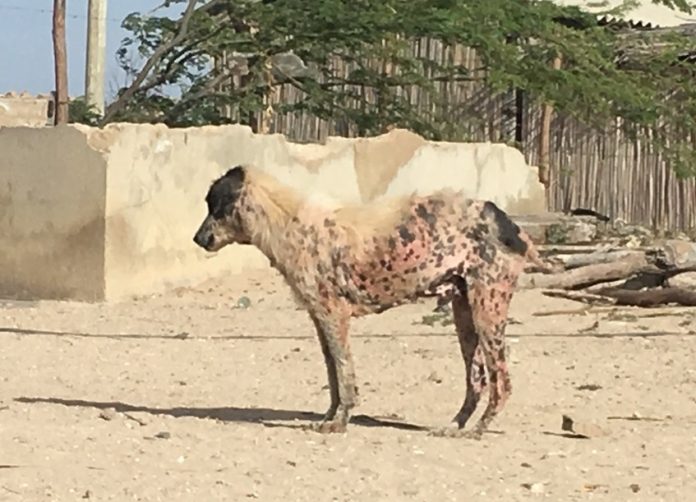 El alcalde de Maicao dijo que multará a quien resulte maltratando a los animales. Imagen netamente ilustrativa.