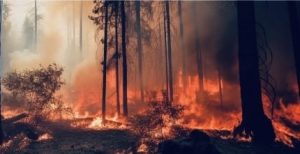 Alerta roja por incendios forestales en la jurisdicción de Corporinoquia