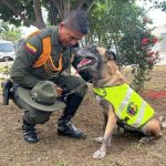 Atila: la heroica canina que cerró su carrera policial con un contundente golpe al narcotráfico