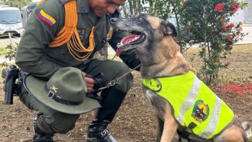 Atila: la heroica canina que cerró su carrera policial con un contundente golpe al narcotráfico