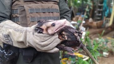 Autoridades intensifican esfuerzos contra el tráfico ilegal de biodiversidad en Cúcuta