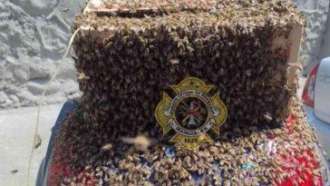 Bomberos controlan enjambre de abejas que se posó sobre una moto en Manizales