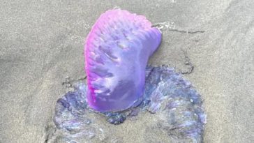 CORALINA hace un llamado preventivo por la llegada a las playas de la popular «agua mala»