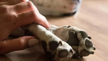 Capturados: envenenaban mascotas para asaltar casas rurales en Silvania y Granada