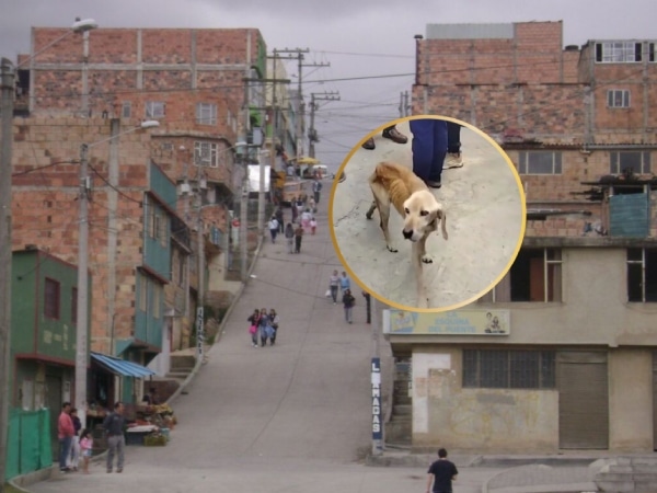 Coffee, el perrito abandonado y olvidado en una terraza, ahora tiene esperanza tras su rescate