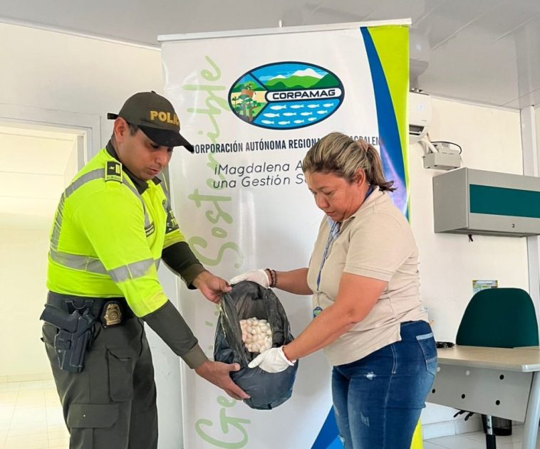 Corpamag y la Policía decomisaron más de 4.000 huevos de iguana en la Zona Bananera