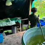 Destruyen laboratorio de coca del Clan del Golfo en el Cesar