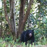 El Huila, un refugio para el oso de anteojos