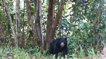 El Huila, un refugio para el oso de anteojos