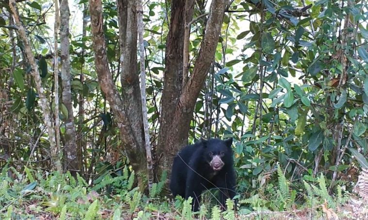 El Huila, un refugio para el oso de anteojos