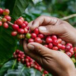 La calidad del grano influye en el buen momento del precio del café colombiano.