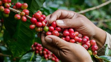 La calidad del grano influye en el buen momento del precio del café colombiano.